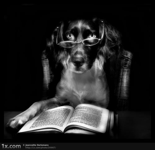 dog_book